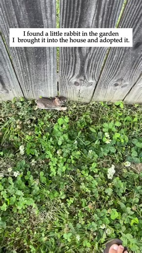 Rescuing a Little Rabbit: A Heartwarming Adoption Story