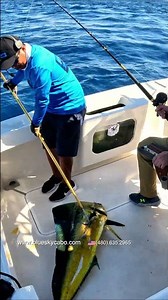Bull Dorado Caught in Cabo San Lucas #cabofish #fishing #fishingshorts