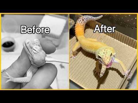 Vet Removes Eye Cyst from Leopard Gecko | Stuck Shed Treatment & Recovery
