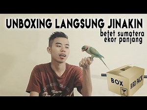 unboxing, review dan sekaligus jinakin langsung betet sumatra ekor panjang (LONG TAIL PARAKEET)