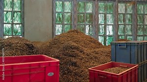 Workers process fresh tea leaves at a traditional factory. Large heaps of raw tea dry indoors, soon to become aromatic blends. Machinery sorts, grades for quality control in production. Slow motion.