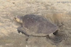 Endangered sea turtles lay eggs on Mexican beach