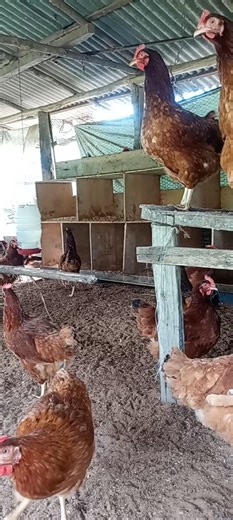 como ter alta produção de ovos 🥚🐔 #criaçãodegalinhas #galinha #criação #ovos #poedeiras #caipira