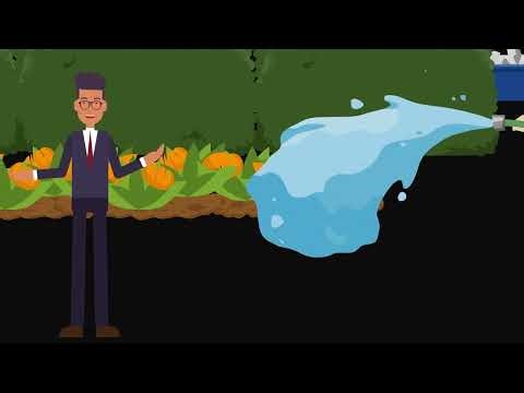 How Cannabis Grows: The Plant Life Cycle Explained (Seed to Harvest)