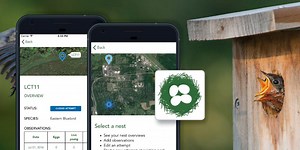 NestWatch | Nature Nation