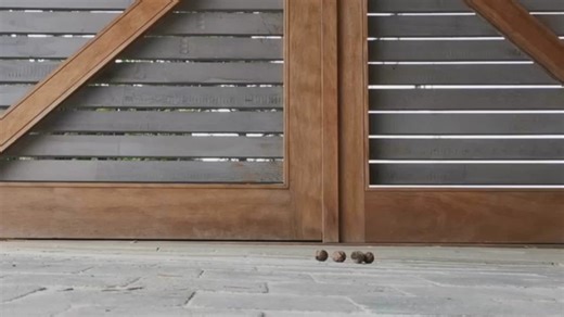 Thigh High Boots Crushing Nuts ASMR Video