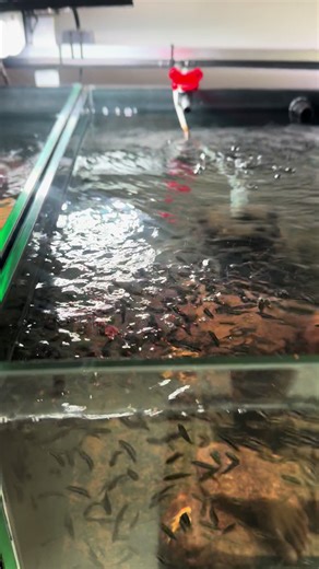Baby wolf cichlids feeding time. #dovi #wolfcichlid #parachromisdovii #parachromis #aquareflections