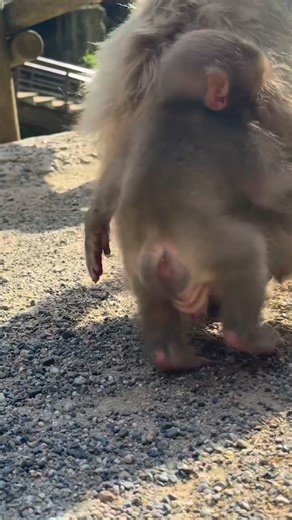 17K views · 381 reactions | Playful Monkeys Living Free in the Heart of Japan #fblifestyletyle #snowmonkey #winterwildlife #monkeyfamily #japannature #MonkeyLife #animallovers #ContentMonetization | Monkey USA | Facebook
