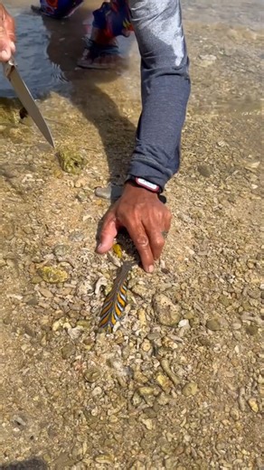 You Won't Believe the Colors on This Fish! ✨