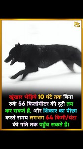Wolf Running Power! . . Fierce wolves can travel 56 km nonstop in 10 hours and reach speeds up to 64 km/h while chasing their prey. . . Follow @factsamrat45 for more mind-blowing facts. . . #WolfFacts #AnimalSpeed #UnrealFacts #DidYouKnow #MindBlown #NatureSecrets #CrazyTruths #ScienceReels #FactReels | Fact Samrat