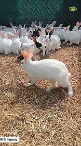 25 reactions | How to make money from rabbits.  #farming #rabbit #business | Rifi Farms | Facebook