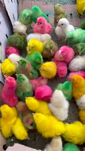 Colorful Baby Chicks | cute baby chickens #chicken #babychicks #cuteanimals #shorts