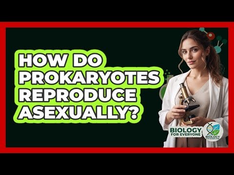How Do Prokaryotes Reproduce Asexually?