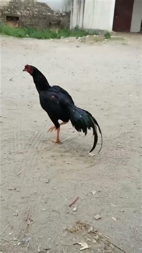 Aseel Bird Power & Beauty | Pure Aseel Chicken Showcase 🐓🔥