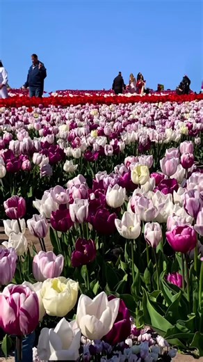 @sanaldunyam6770 on Instagram: "🌷 Tulip Season in The Netherlands 🇳🇱 Spring in the Netherlands is pure magic! Fields of colorful tulips stretching as far as the eye can see, fresh air, and the feeling of new beginnings everywhere. From Keukenhof’s stunning gardens to endless flower fields, this is the most beautiful time of the year to explore and capture unforgettable moments. 📸✨ Which color is your favorite? ❤️💛💜 #TulipSeason #Netherlands #SpringVibes #Keukenhof #FlowerFields TravelEurop