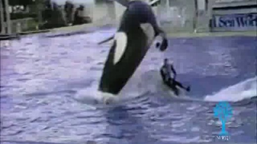 Borneo Eco Film Festival: Blackfish (2013) Trailer