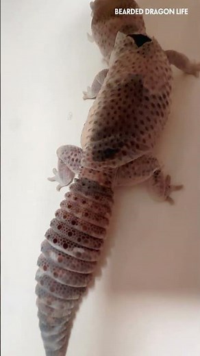 How I Help My Leopard Gecko with Dry Shed Skin #shedding #reptiles #lizard #gecko
