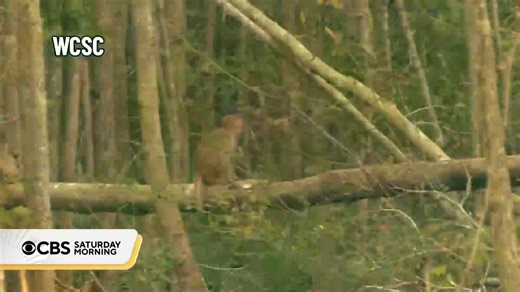 9.1K views · 84 reactions | An extensive search is underway after 43 monkeys bred for medical research escaped a facility in South Carolina. Law enforcement and health officials say they don't pose a threat to humans, but people in the area were warned to stay clear of the runaways. Dave Malkoff has more. | CBS Mornings | Facebook
