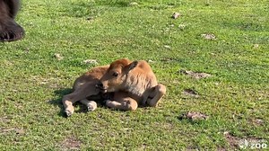 1.5M views · 42K reactions | Say hello to some beautiful baby bison  Earlier this week we welcomed three bison calves to our herd in our Canadian Domain  Stay tuned for more details, but stop by and say hi if you venture down to the Domain this weekend! | The Toronto Zoo | Facebook