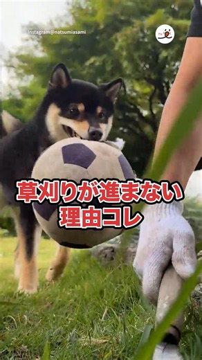 今日も草刈りが進まない｜PECO