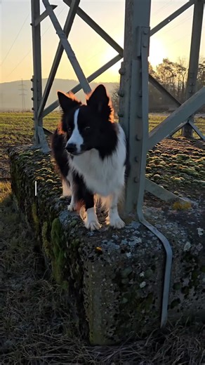 #CapCut First Photo 🤩. #bordercollie #bordercollies #bordercollielife #bordercollielove