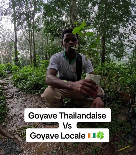 La goyave thaïlandaise séduit par sa grande taille, sa chair croquante et son goût légèrement sucré. Très prisée sur le marché, elle attire facilement les clients 👌 La goyave locale, quant à elle, reste une valeur sûre : plus parfumée, souvent plus riche en goût, et parfaitement adaptée à nos sols et à notre climat 💪 👉 En résumé : ✔️ Thaïlandaise = rendement attractivité commerciale ✔️ Locale = saveur résilience authenticité 💡 Le meilleur choix ? Pourquoi ne pas cultiver les deux et répondre