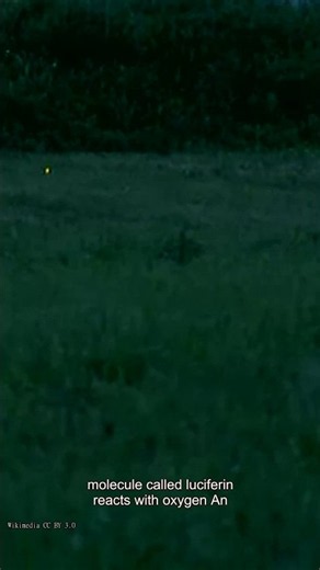 Why Do Fireflies Make Cold Light?