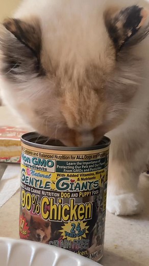 I love ❤️ dog food! | Dan Decker