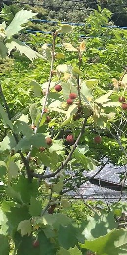 スズカケノキ科 プラタナスの実 #樹木