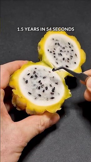 1.5 years in 54 seconds - Dragon fruit cactus timelapse