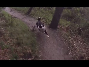 Mountain biking with my border collie