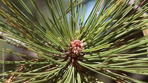 Red-brown partially open nonresinous ovoid buds with notably white trichomatic scale fringes of Pinus Jeffreyi, Pinaceae, native monoecious evergreen tree in the San Emigdio Mountains, Autumn. Stock Video