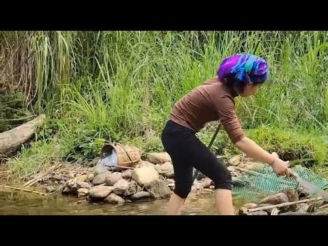 You Won’t Believe the Giant Fish Found in a Tiny Puddle! | Amazing Nature Moment