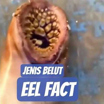 TYPES OF EELS THAT WE RARELY KNOW ABOUT 🐍 #animals #animalfacts #facts #viralvideo #uniquefacts