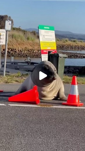 Neil the Seal on Instagram: "Hi friends, My names Neil and I’m a Southern Elephant Seal who was born on the Tasman Peninsula in October 2020. I’m only a juvenile seal, so I tend to come ashore about 2 times a year… and when I do I often find myself getting into mischief because I am bold and adventurous. Southern Elephant Seals like me can be a bit of a rarity in Tassie nowadays and we usually live around Macquarie Island, Campbell Island and Antipodes Island. If you do ever see me in the wild, 