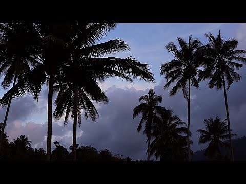2 Hours of Beautiful Palm Trees 🌴 Swaying In The Wind As The Sun Goes Down - Relaxing Ambience.