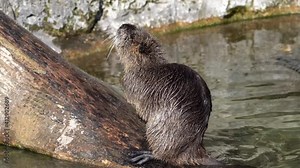 Coypu, Myocastor coypus, also known as river rat or nutria, is large, herbivorous, semiaquatic rodent and only member of family Myocastoridae.