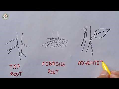 How to Draw Types of Root | Tap root Fibrous root Adventitious root Diagram | Biology Diagram