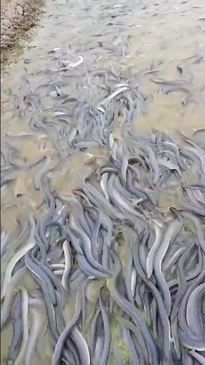 What Happens When You Feed Hundreds of Eels?