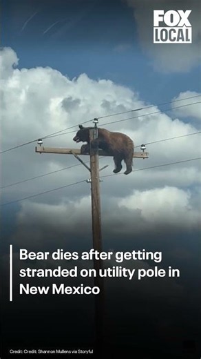 Bear gets stuck on utility pole, dies in New Mexico