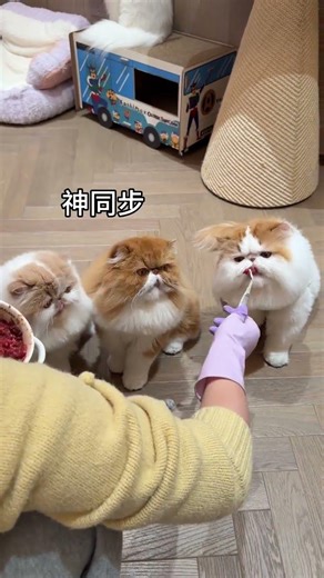 同步洗猫头！两只小猫互动萌态大公开