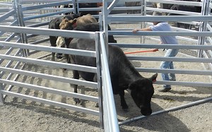 Pound Draft - National Stockyard Systems