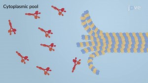 Video: Destabilization of Microtubules