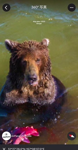 かわいいから最後まで見てみてね🐻 みんなもマップで探してみよう🌎 #googlemaps #googleearth #googlemapsguy #googlemap #googlemapおもしろ #グーグルマップ #グーグルアース