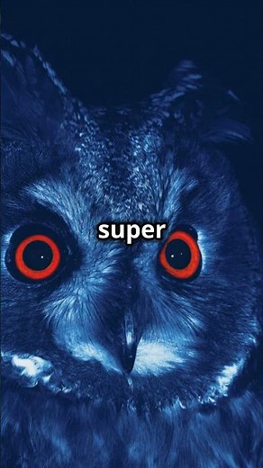 Owl vs. Bat: Who's the Ultimate Night Stalker? 🦉🦇🌙