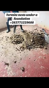 Termite colonies can chew through wood, flooring and even wallpaper non-stop, 24 hours a day, seven days a week.Homeowners should have their property professionally inspected for termites once a year to prevent infestations and costly damage.The total weight of all the termites in the world is greater than the weight of all the humans in the world.Termites cause more than approximately $5 billion in Zimbabwe property damage𝐖𝐡𝐚𝐭 𝐬𝐞𝐭𝐬 𝐮𝐬 𝐚𝐩𝐚𝐫𝐭 𝐟𝐫𝐨𝐦 𝐨𝐭𝐡𝐞𝐫𝐬?• Fast Pest Remov