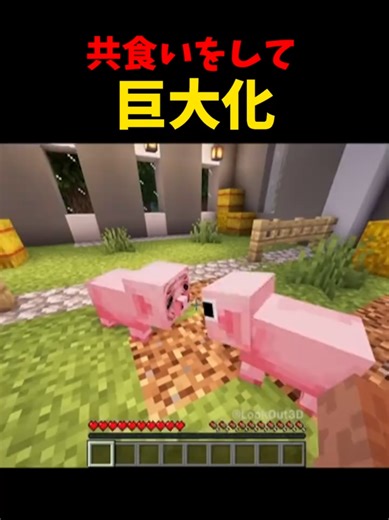 豚って豚肉食うのかな？#minecraft #マイクラ #マインクラフト #shorts #lookout
