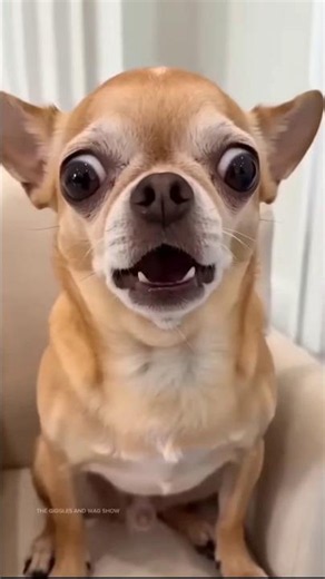 狗狗誤食洗衣粉導致。。。#有意思的狗狗#狗狗搞笑視頻#剪映