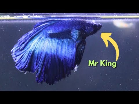 👑 Mr. King – Double Fin Betta