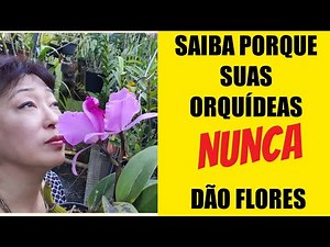 Make your orchid bloom all year round without stopping - 3 amazing tips